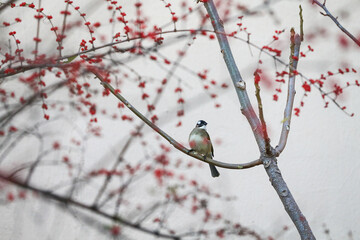Chinese bulbul bird，Stay on the branches