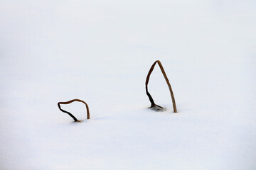 Remnant lotus after snow in north China