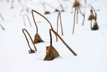 Remnant lotus after snow in north China