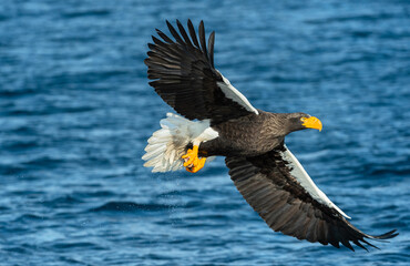 Adult Steller's sea eagle fishing. Scientific name: Haliaeetus pelagicus. Blue ocean background.