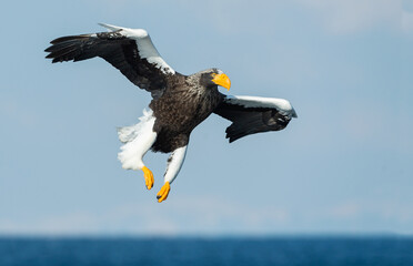 Adult Steller's sea eagle in flight.  Scientific name: Haliaeetus pelagicus. Blue sky background.