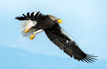 Adult Steller's sea eagle in flight.  Scientific name: Haliaeetus pelagicus. Blue sky background.