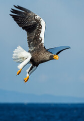 Adult Steller's sea eagle in flight. Scientific name: Haliaeetus pelagicus. Blue ocean and sky  background. - 482733912