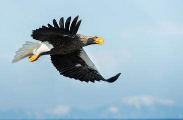 Adult Steller's sea eagle in flight. Scientific name: Haliaeetus pelagicus. Blue sky and snow-covered mountains  background.