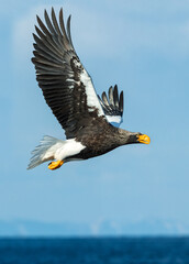 Adult Steller's sea eagle in flight.  Scientific name: Haliaeetus pelagicus. Blue sky background.