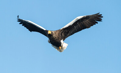 Adult Steller's sea eagle in flight.  Scientific name: Haliaeetus pelagicus. Blue sky background.