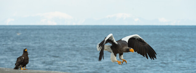 Adult Steller's sea eagle in flight. Scientific name: Haliaeetus pelagicus. Blue ocean and sky  background.