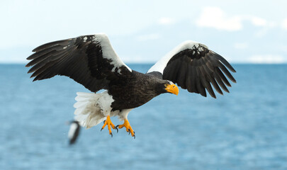 Adult Steller's sea eagle in flight. Scientific name: Haliaeetus pelagicus. Blue ocean and sky  background.