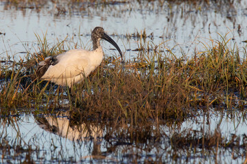 Sacred ibis , symbol of the god Thot,  on the lake , in migration   in Italy