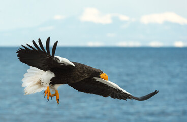 Adult Steller's sea eagle in flight. Scientific name: Haliaeetus pelagicus. Blue ocean and sky  background.