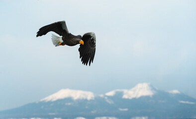 Adult Steller's sea eagle in flight. Scientific name: Haliaeetus pelagicus. Blue sky and snow-covered mountains  background.