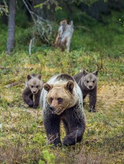 She-Bear and Cubs of Brown bear (Ursus Arctos Arctos) on the swamp in the summer forest. Natural green Background