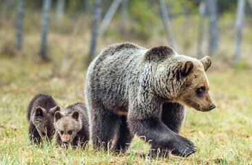 She-Bear and Cubs of Brown bear (Ursus Arctos Arctos) on the swamp in the summer forest. Natural green Background