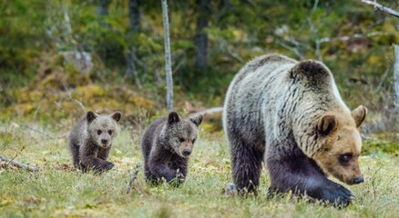 She-Bear and Cubs of Brown bear (Ursus Arctos Arctos) on the swamp in the summer forest. Natural green Background © Uryadnikov Sergey