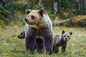 She-Bear and Cubs of Brown bear (Ursus Arctos Arctos) on the swamp in the summer forest. Natural green Background © Uryadnikov Sergey