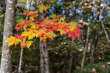 Green and red but not an apple