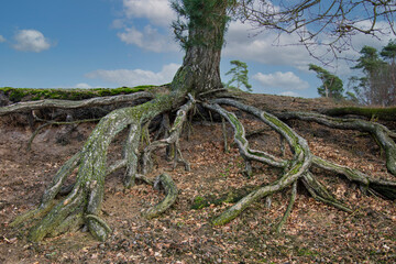 Roots growing upward on the exterior . Tree with external roots