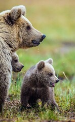 Closeup portrait of She-Bear and Cubs of Brown bear (Ursus Arctos Arctos) on the swamp in the...