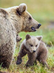 Obraz premium Closeup portrait of She-Bear and Cubs of Brown bear (Ursus Arctos Arctos) on the swamp in the summer forest. Natural green Background