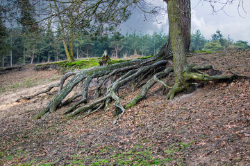 Roots growing upward on the exterior . Tree with external roots