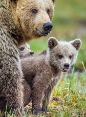 Fototapeta premium Closeup portrait of She-Bear and Cubs of Brown bear (Ursus Arctos Arctos) on the swamp in the summer forest. Natural green Background