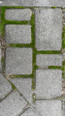 Wet paving slabs with moss between the seams.
