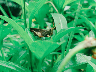 A grasshopper is sitting on a green leaf. Grasshopper in nature