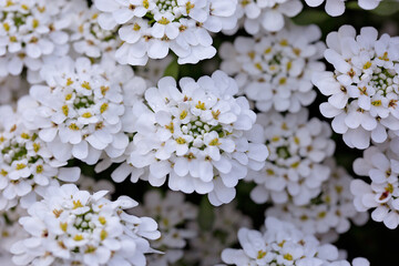 white cherry blossom