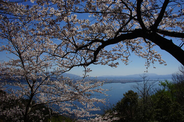 Cherry blossom of Biwako Quasi-National Park