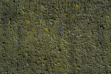 wall gray green mold with potholes