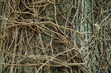 Tree branches background