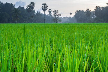 Rice and dew in the field in the morning