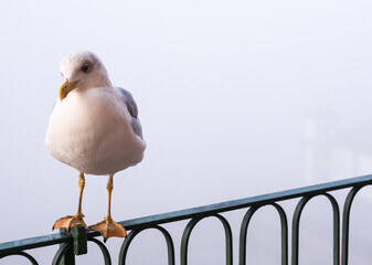 Möwe