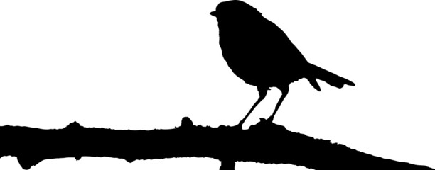 Oiseau Rouge-gorge europeen - robin - silhouette avec fond transparent 