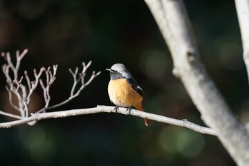 daurian redstart in the park