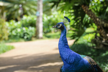 Obraz premium portrait of a peacock