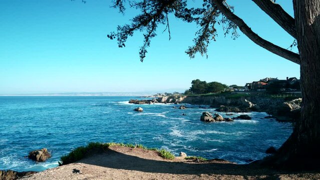 View of Monterey Coastline from under a Monterey Pine Tree
