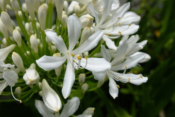 White Agapanthus flowers.