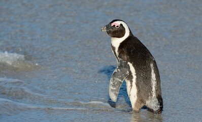 Obraz premium African penguins walk out of the ocean on the sandy beach. African penguin ( Spheniscus demersus) also known as the jackass penguin and black-footed penguin. Boulders colony. Cape Town. South Africa