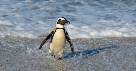 Fototapeta premium African penguins walk out of the ocean on the sandy beach. African penguin ( Spheniscus demersus) also known as the jackass penguin and black-footed penguin. Boulders colony. Cape Town. South Africa