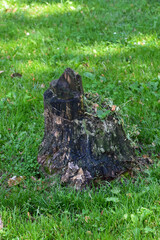 Tree trunk in tall grasses