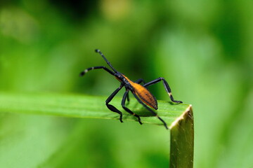 Eucalyptus Tip-wilter Bug, Clown Bug - Amorbus robustus, resting on a broken blade of green grass.
