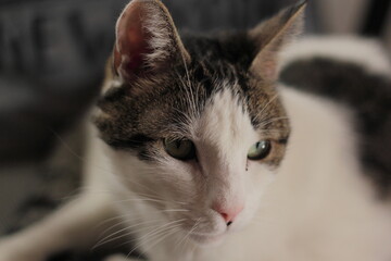 gato, retrato de mascota felina