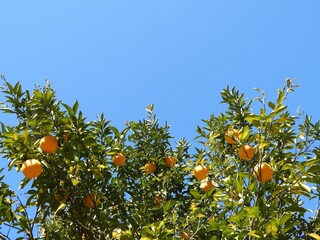 みかんの木