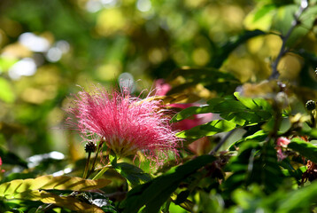 Pink pom pom flower head of the Powder Puff Plant Calliandra haematocephala, family Fabaceae. Endemic to Bolivia. Flowers with long red to pink stamens bloom all year round.