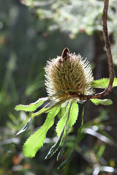 Back Lit Flower Head And Leaves Of The Australian Native Old Man Banksia, Banksia Serrata, Family Proteaceae, Growing In Sydney Woodland, NSW, Australia