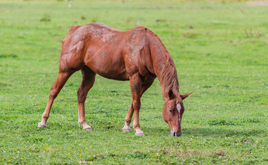 Naklejka na ściany i meble Brown horse grazing on green pasture in Canada. Grazing horses on the field
