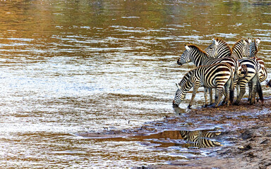 Fototapeta na wymiar A Herd of Zebra Drinking From River as seen on safari game drive in Keenya Africa