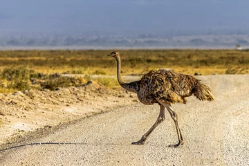 Rolgordijnen Large Masai ostrich bird walking across a dirt road as seen on a safari game drive in Kenya Africa © adogslifephoto