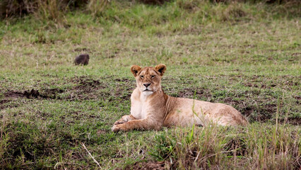A beautiful female lion lying down in the grass and looking at camera